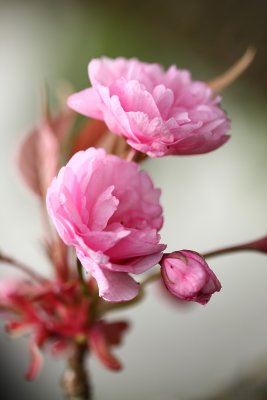 Prunus serr - japanese cherry - japonska enja (IMG_4103ok copy.jpg)