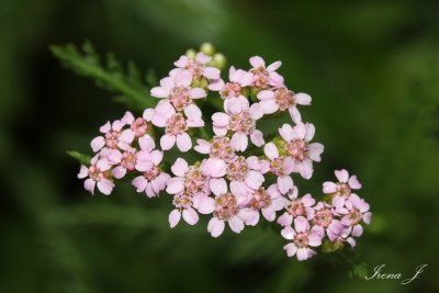 Achillea - rman (IMG_0117a copy.jpg)