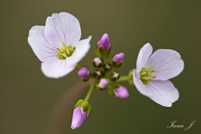 Cardamine pratensis - travnika penua (IMG_4481ok copy.jpg)