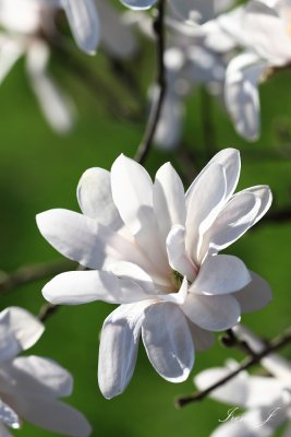Magnolia (IMG_1680ok copy.jpg)