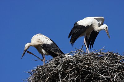 Stork nest (ples copy.jpg)