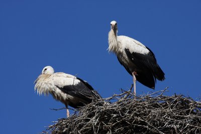 Stork nest (strki9 copy.jpg)