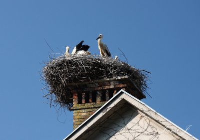 Stork nest (IMG_6864ok.jpg)