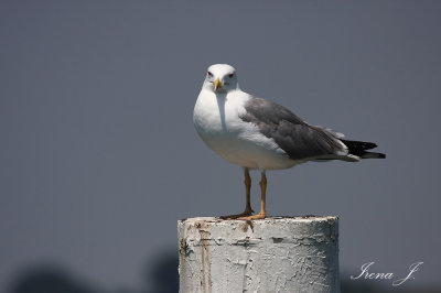  Larus occidentalis - western gull - galeb (IMG_5676ok.jpg)