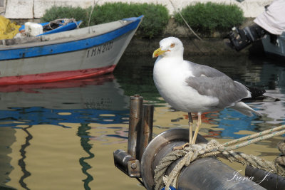 Larus argentatus - herring gull - srebrni galeb ( IMG_1893ok.jpg)