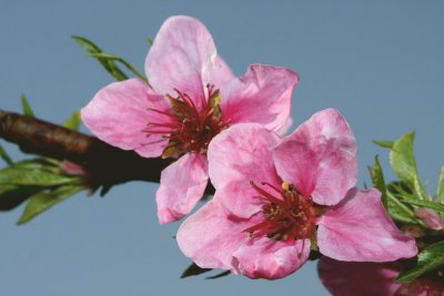 flower of peach (cvetovi breskve ok.jpg)