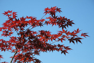 Red Japanese Maple - rdei javor (IMG_2516ok copy.jpg)
