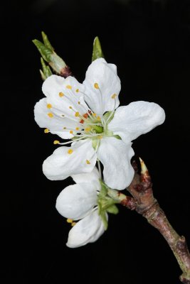 flower of plum - cvetovi slive (IMG_3813ok.jpg)