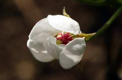 flower of pear - cvetovi hruke (IMG_3886ok1.jpg)
