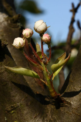 flower of pear - cvetovi hruke (IMG_3969.jpg)