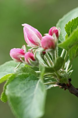 flowers of apple - cvetovi jablane (IMG_4180ok.jpg)