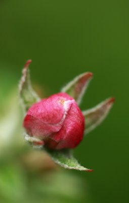 flowers of apple  - cvet jablane (IMG_4229ok.jpg)