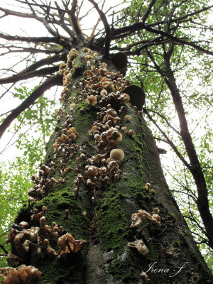 mushrooms on a beech - gobe na bukvi (IMG_4296.jpg)