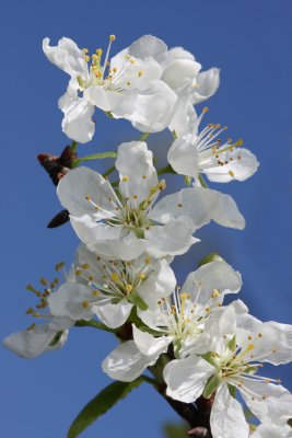 flower of plum - cvetovi slive (kompozicija cvetov.jpg)