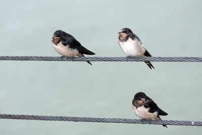 Hirundo rustica - farmers swallow - kmeka lastovica (lastovke1ok.jpg)