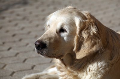 Golden retriever - zlati prinaalec (IMG_6170ok.jpg)