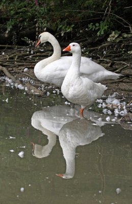 Cygnus olor - swan and white goose - labod grbec in bela gos (IMG_0526ok.jpg)