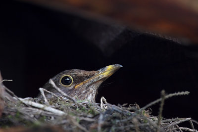Turdus merula in the nest - samica kosa v gnezdu (skrita ok1.jpg)