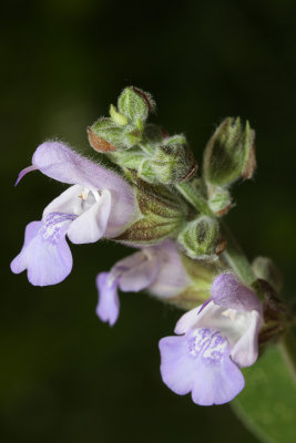 Salvia officinalis (zajbelj ok copy.jpg)