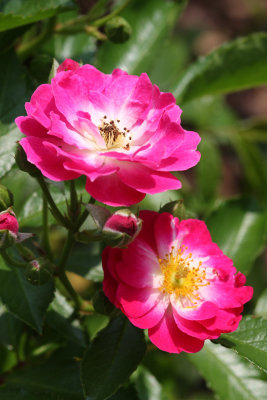 Roses - vrtnice (vrtnice1 copy.jpg)