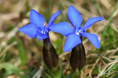 Gentiana verna - spomladanski svi (svi copy.jpg)