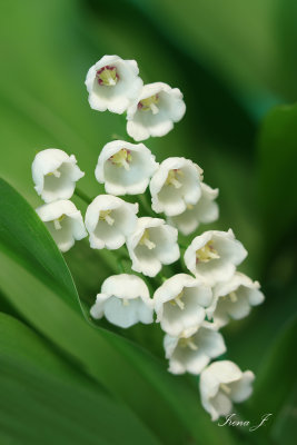 Convallaria majalis (smarnice ok copy.jpg)