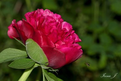 Paeonia (potonika1 ok copy.jpg)