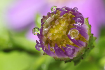 water drops on flower bud (IMG_5321m.jpg)