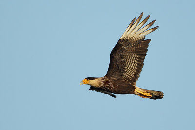 Caracara