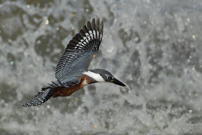 Amerikaanse reuzenijsvogel