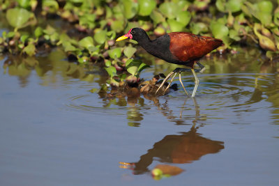 Jacana