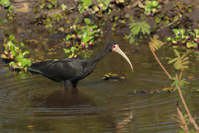 Maskerkop ibis