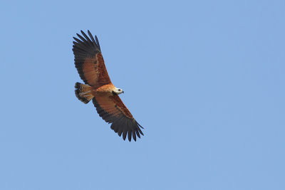 Moerasbuizerd