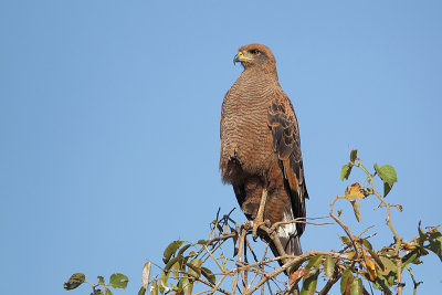 Savannebuizerd