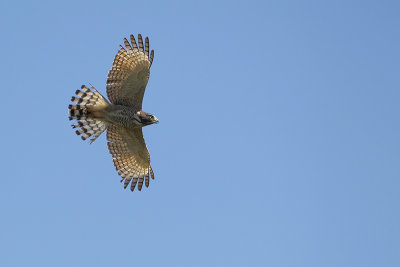 Wegbuizerd