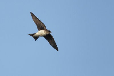 Zuid Amerikaanse ruwvleugel zwaluw