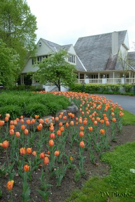 Tulip2.jpg