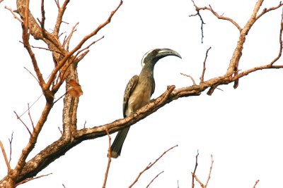African Grey Hornbill.jpg