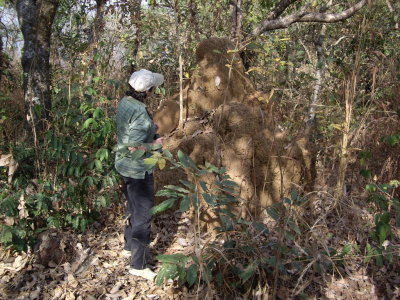 Termite Nest.jpg