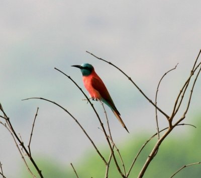 Carmine Bee-eater.JPG