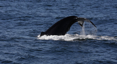  Humpback Whale - Pukkelhval