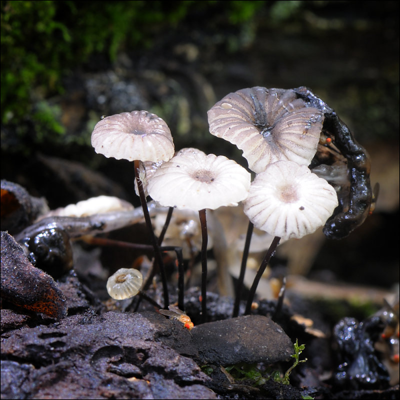 Mini Life on the Forest Floor