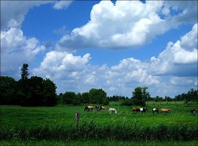 July Ponies