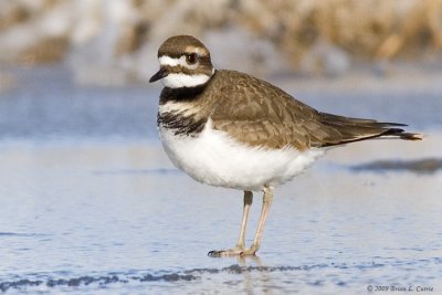 Plovers (Charadriidae)