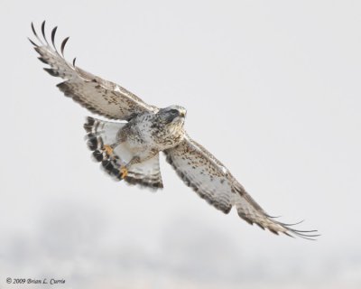 Rough-legged Hawk (light adult male) IMG_6302.jpg