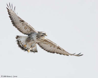 Rough-legged Hawk (light adult male) IMG_6303.jpg