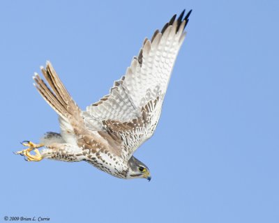 Falcons (Falconidae)