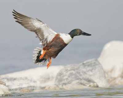 Northern Shoveler (male) IMG_6270.jpg