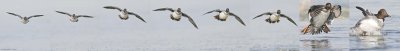 Ducks, Geese and Swans (Anatidae)