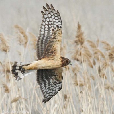 Hawks, Kites, and Allies (Accipitridae)